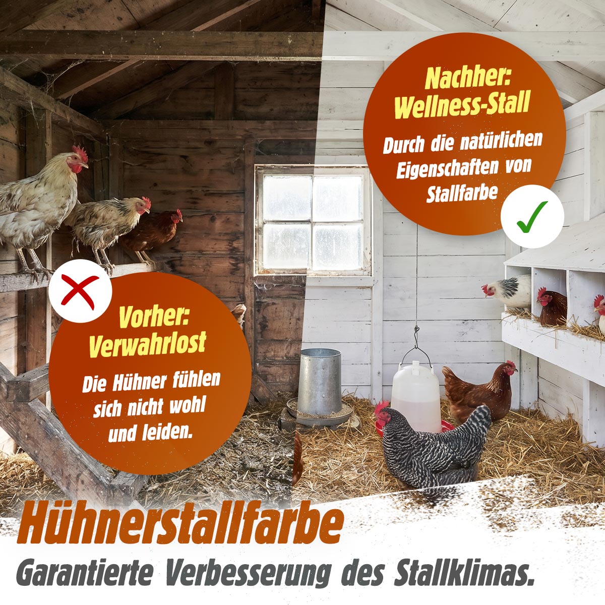 Hühnerstallfarbe – Natürlicher Schutz für Hühner und Stall