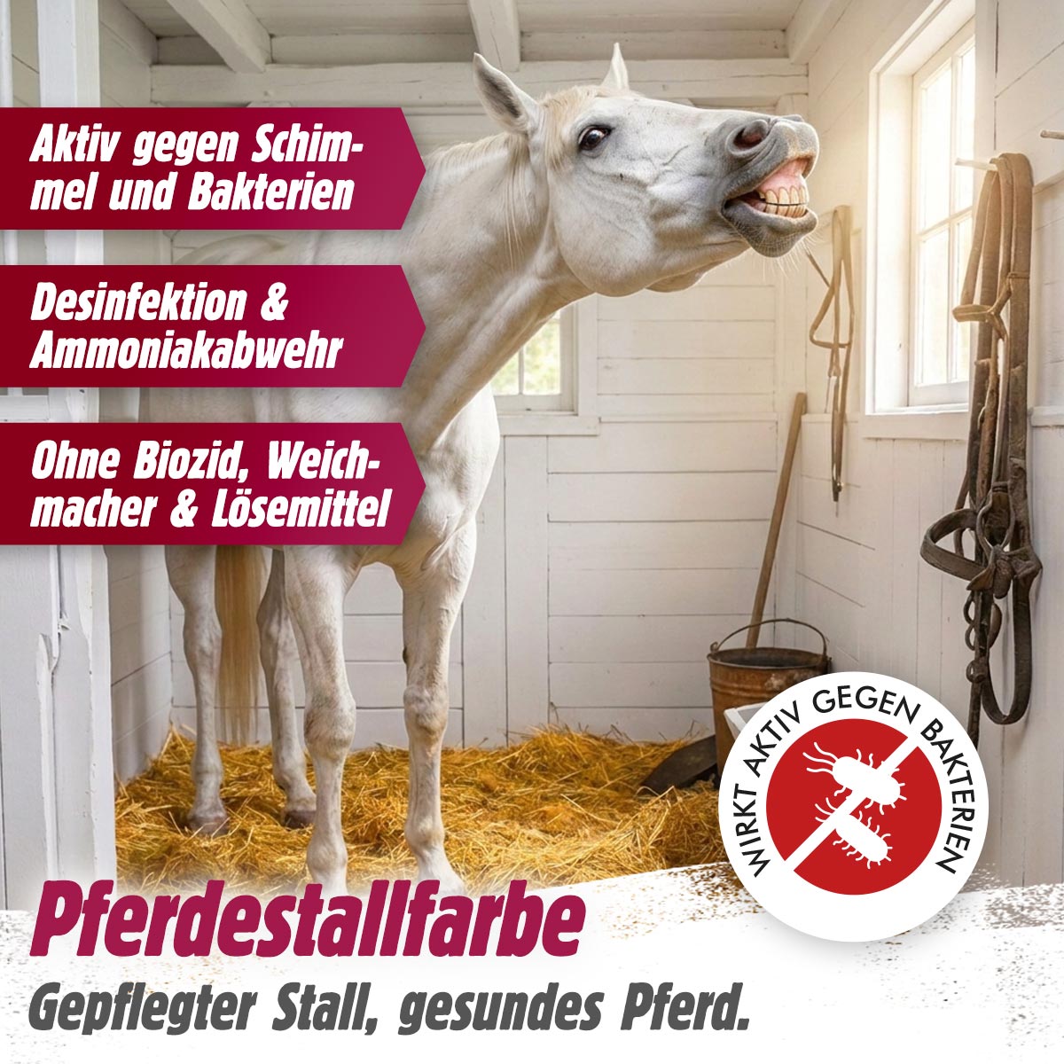 Pferdestallfarbe – mineralischer Schutz auf Kalkbasis für Stall und Boxen