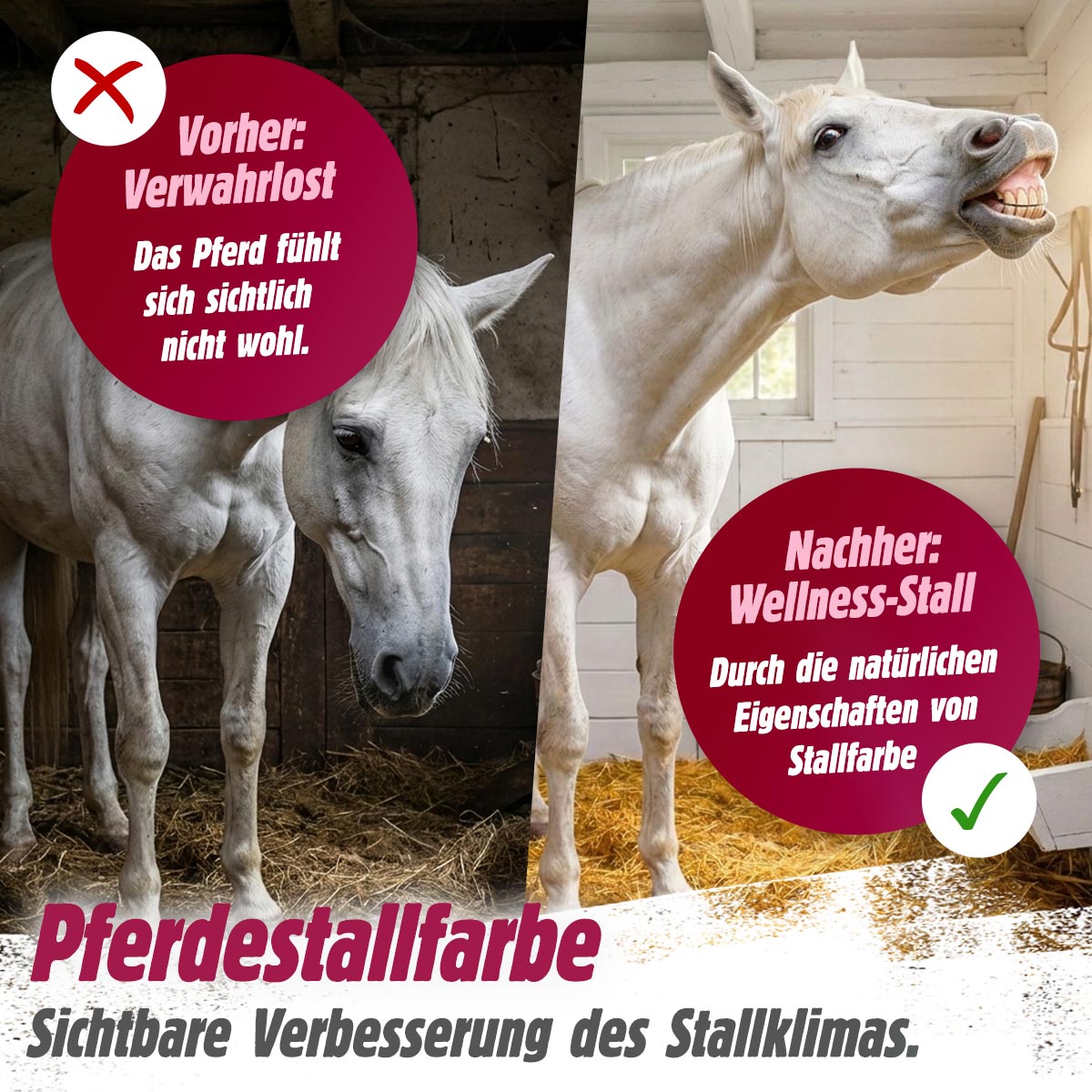 Pferdestallfarbe – mineralischer Schutz auf Kalkbasis für Stall und Boxen